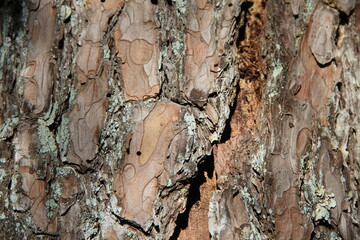 「マツ」の特徴的な樹皮