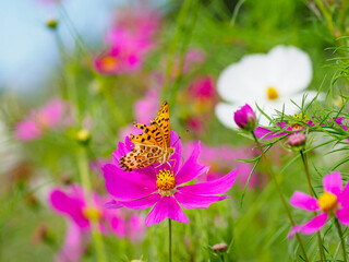 ヒョウモンチョウとコスモス