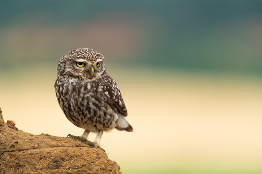 Little Owl  