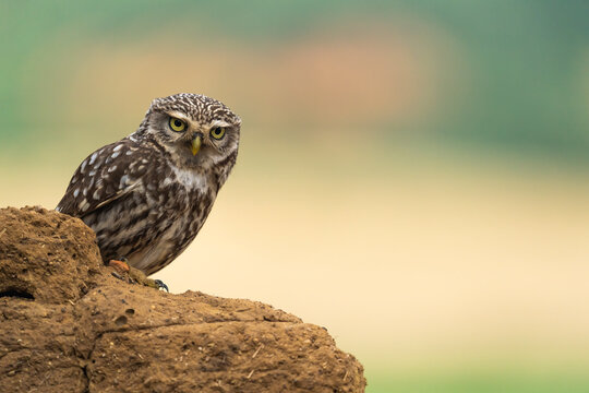 Little Owl Sitting On An Adobe Wall  