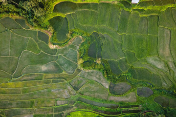 Moody Green rice fild with evening light form abobe