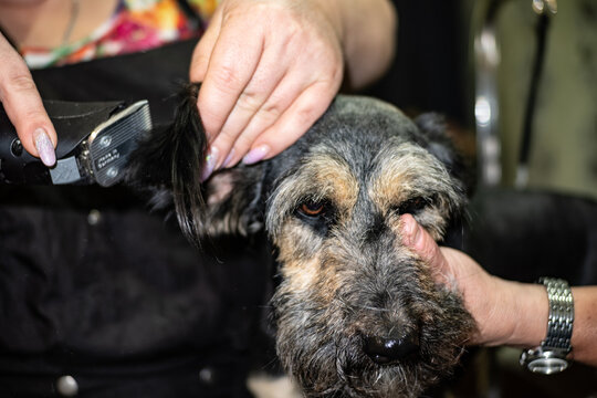 Dog Hair Salon