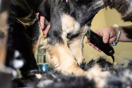 Dog Grooming Haircut 