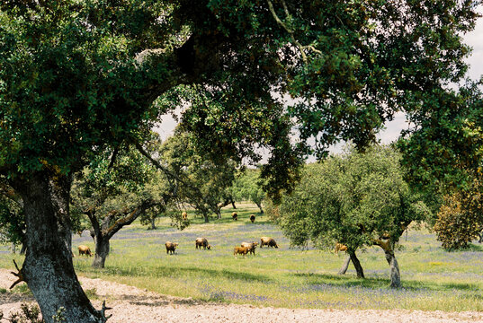 Caws grazing on a meadow in spring