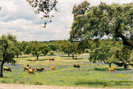 Caws grazing on a meadow in spring
