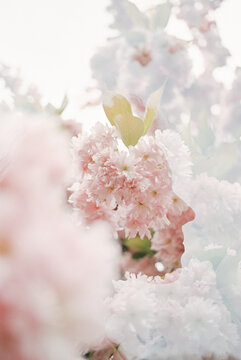 Sakura In Bloom