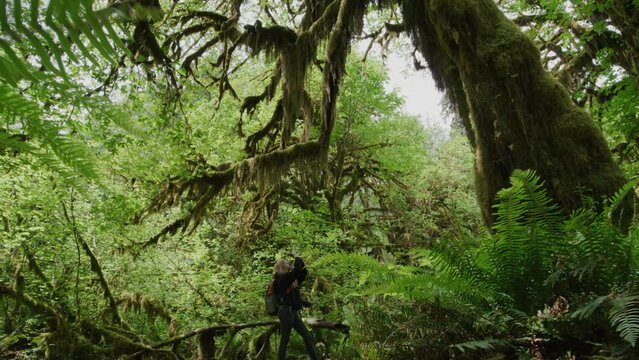Female backpacker exploring vibrant thicket of Olympic Natural Park. Woman holding her camera while taking pictures of ancient tree roots. High quality 4k footage