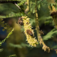 abejas sobre las flores de un arbol con luz de atardecer