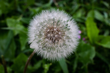 dandelion in the grass with rain drops