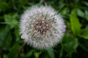 dandelion on green background