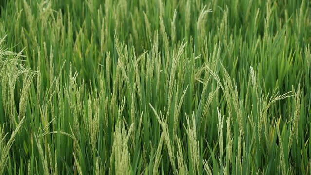The view of green rice in a beautiful wind-blown rice field