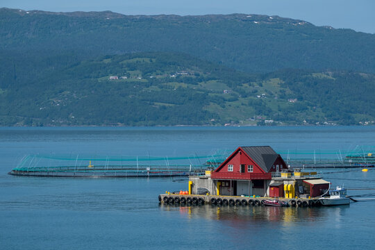Salmon Farm