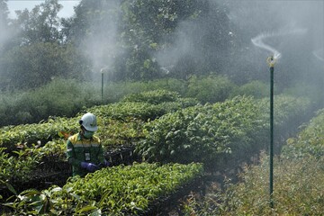 Fototapeta premium Watering plant seeds at PT Vale Indonesia Nursery
