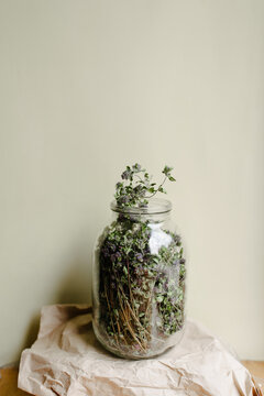 Gathering herbs for herbal tea