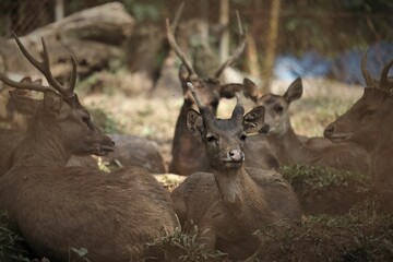 The sambar (Rusa unicolor) is a large deer native to the Indian subcontinent and Southeast Asia that is listed as a vulnerable species on the IUCN Red List since 2008