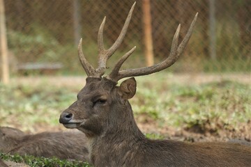 The sambar (Rusa unicolor) is a large deer native to the Indian subcontinent and Southeast Asia that is listed as a vulnerable species on the IUCN Red List since 2008