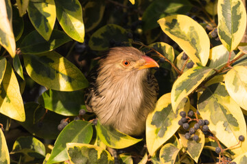 Ave conocida como Guira Guira fotografiada en un arbol