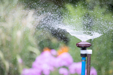 In a garden, water is sprayed with a sprinkler