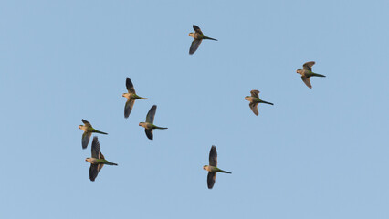 bandada de loros verdes con cielo azul al atardecer