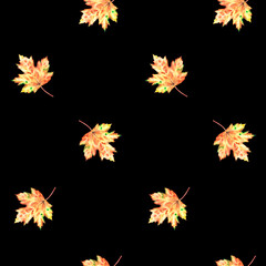 Fototapeta premium Autumn maple leaf seamless pattern. Watercolor vintage illustration. Isolated on a black background.
