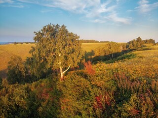 Birch tree on a steep bank with a forest of trees, sunlight on the fields