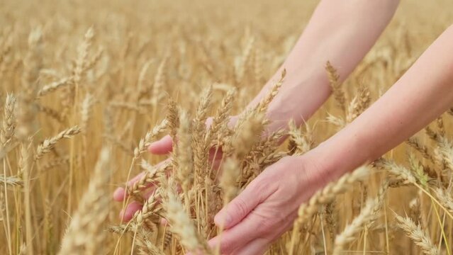 Close-up female hands touching ripe wheat on field. Farmer takes ears of wheat, checks the quality before harvesting. Problem of grain exports, food crisis concept.