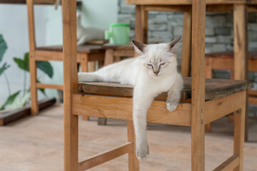 cat sitting on a chair