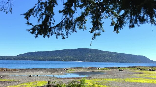 a landscape on which an island is visible a coniferous tree has dropped its branches from above a picture advertising any vacation Canada low tide on ocean sea mountains are visible in the distance