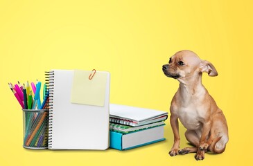 A cute dog is sitting at a desk. The concept of education, back to school.