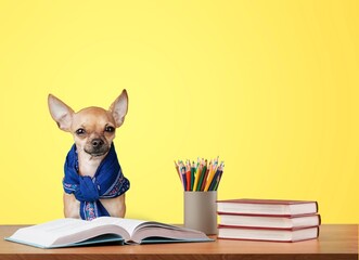 A cute dog is sitting at a desk. The concept of education, back to school.