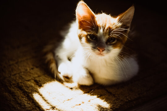 sun