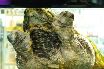 huge snapping turtle pet