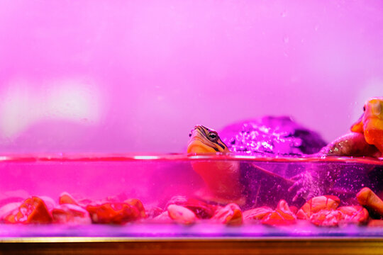 pet turtle in breeding box