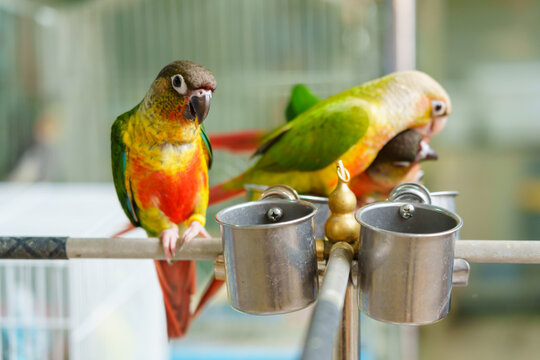Beautiful parrot pet bird 