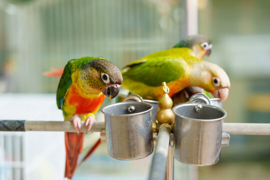 Beautiful parrot pet bird 