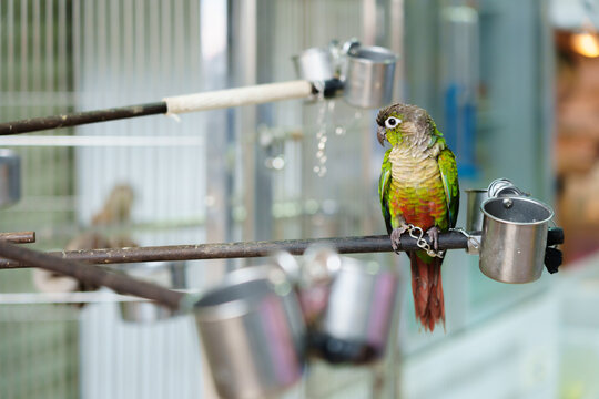Beautiful parrot pet bird 