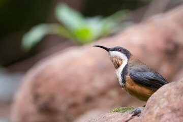Eastern spinebill (Acanthorhynchus tenuirostris) bathing in the forest, NSW, Australia. Cute Australian bird in the honeyeater family.