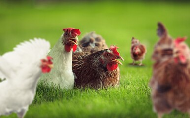 Young hen in the chicken farm. Concept organics farm, organic living. Agriculture. Chicken egg. Healthy farm healthy food.