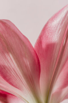Lily flower
