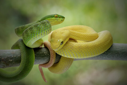 Snake