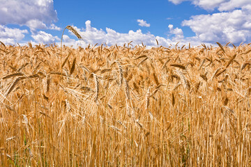 Cereal field in summer on sunny day