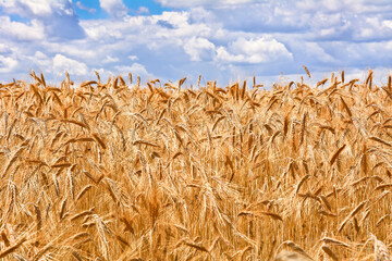 Cereal field in summer on sunny day