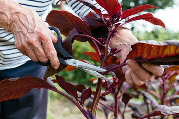 Harvesting red amaranth