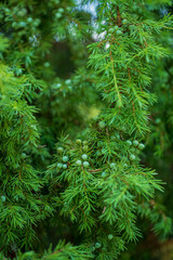 Close up of green juniper