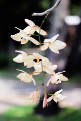 Natural endrobium orchids flower blooming hang on branch of tree in garden background