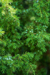 Close up of green juniper