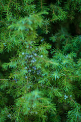 Close up of green juniper