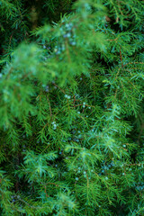 Close up of green juniper