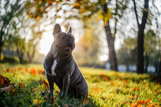 French bulldog in a forest