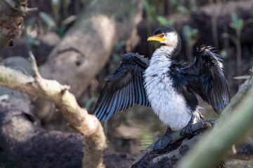 Little pied cormorant (Microcarbo melanoleucos) drying its wings in a mangrove swamp, Sydney, Australia